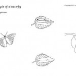 butterfy-life-cycle-3
